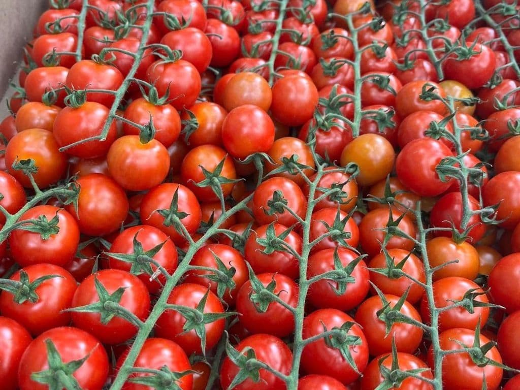 (TOP SELLER) Local cherry tomatoes 2lb