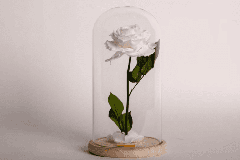 La beauté off-white / The White Beauty