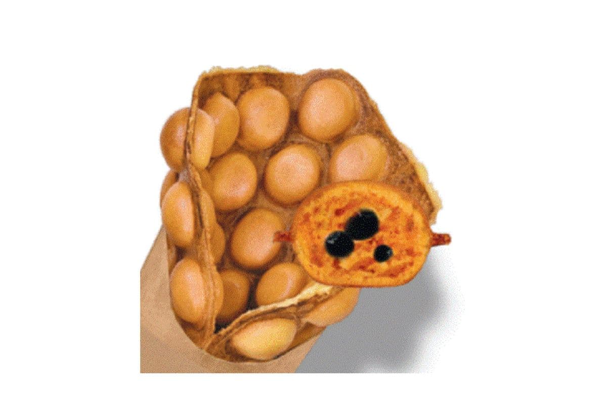 Pearl Bubble Waffle