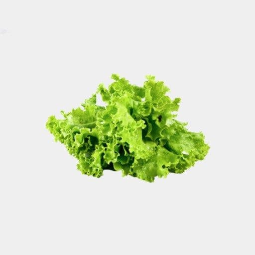 Laitue / Lettuce