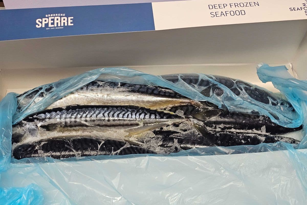 Mackarel Fish (6 pcs) (3 kg)