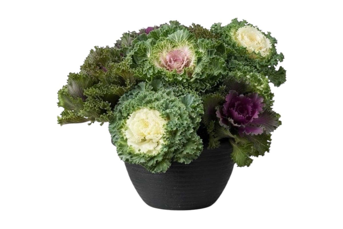 Ornamental Cabbage Bowl - 12 Inch Pot