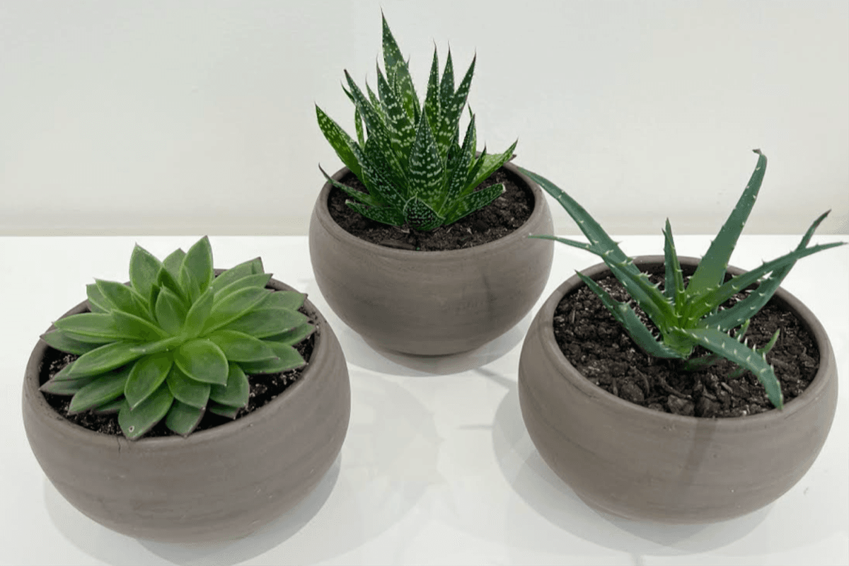 Succulent Trio