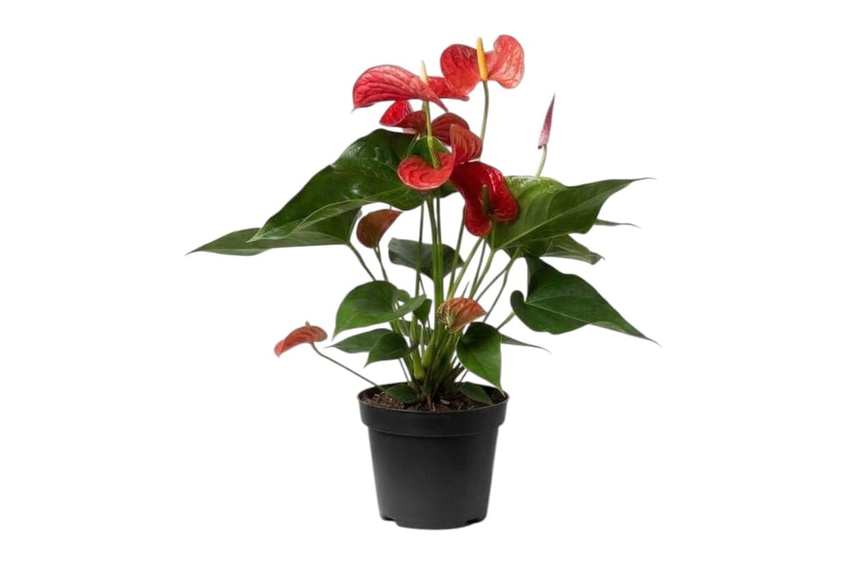Red Anthurium - 8 Inch Pot