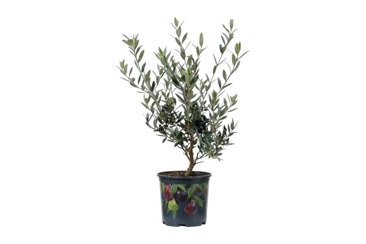 Olive Tree - 10 Inch Pot