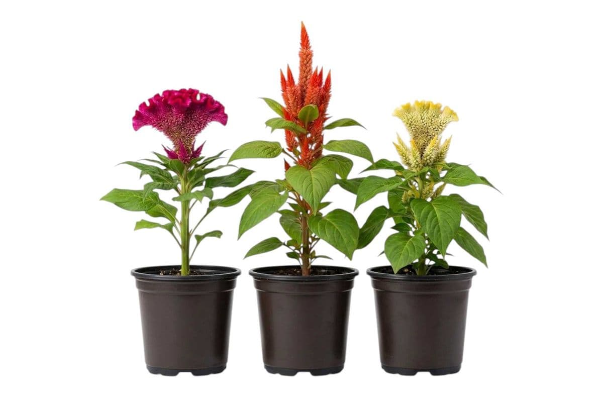 Assorted Celosia Trio - 3.5 Inch Pot