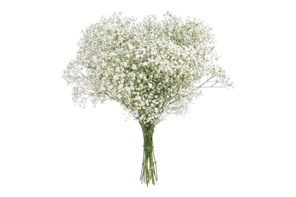 Baby's Breath Bouquet - 10 Stems