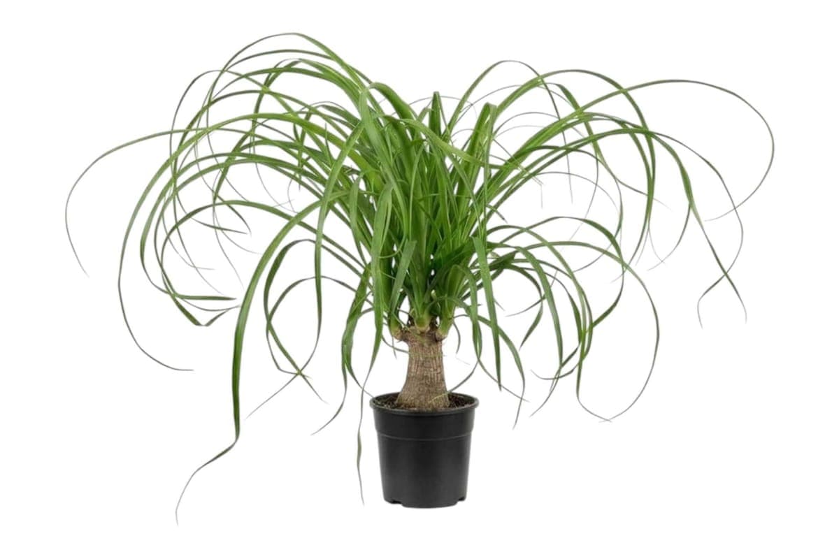 Ponytail Palm - 5 Inch Pot