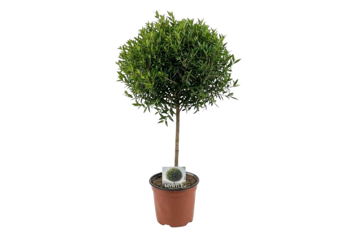 Myrtle Topiary - 4.5 Inch Pot