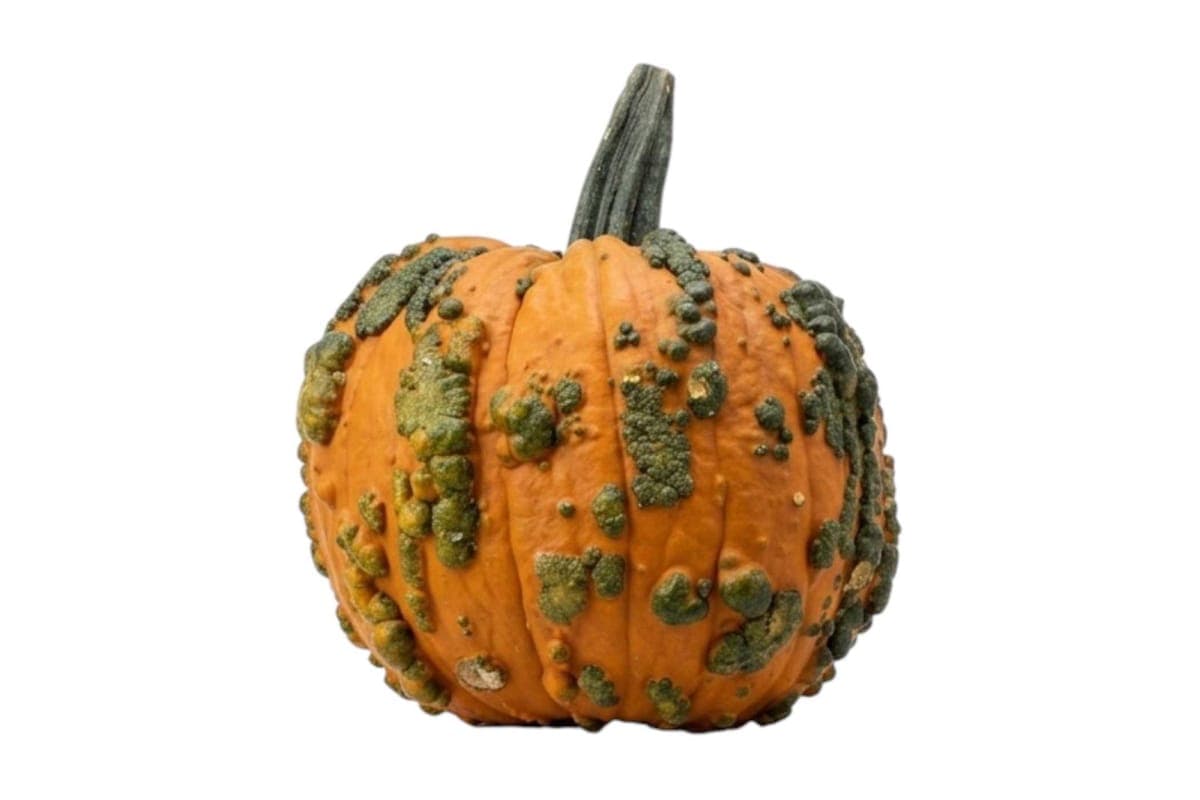 Warty Goblin Pumpkin - Large