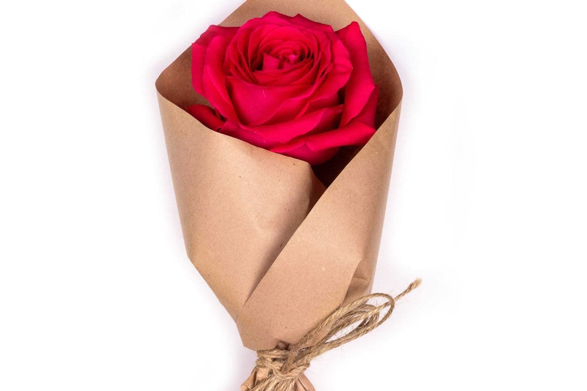 Single Rose