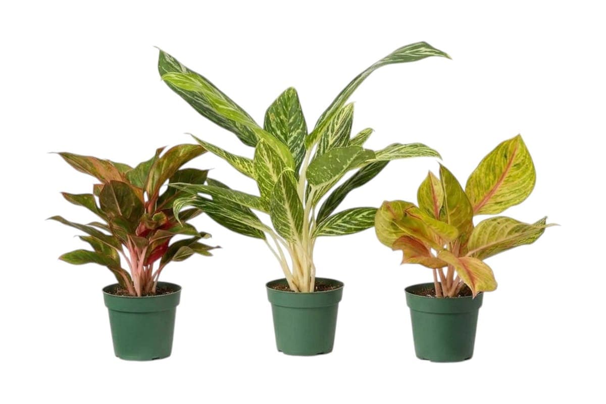 Chinese Evergreen - 5 Inch Pot