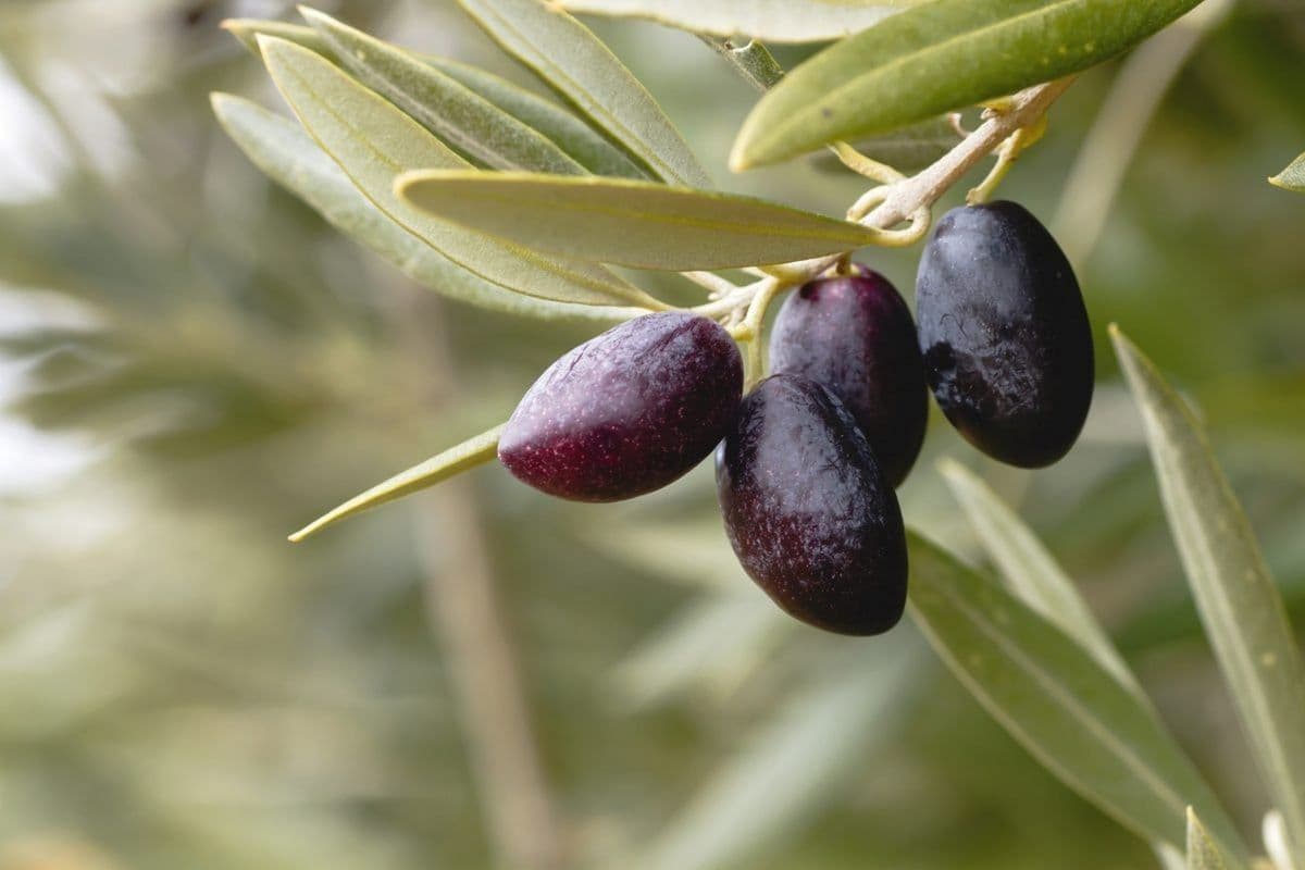 Arbequina Extra Virgin Olive Oil