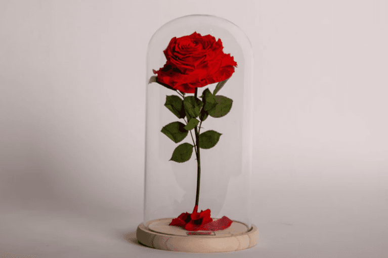 La beauté rouge / The red beauty