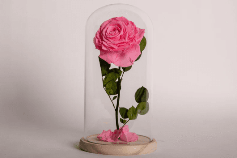La beauté rose / The Pink Beauty