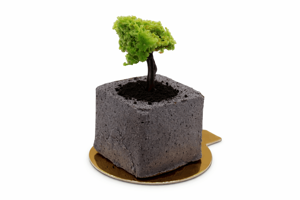 Bonsai