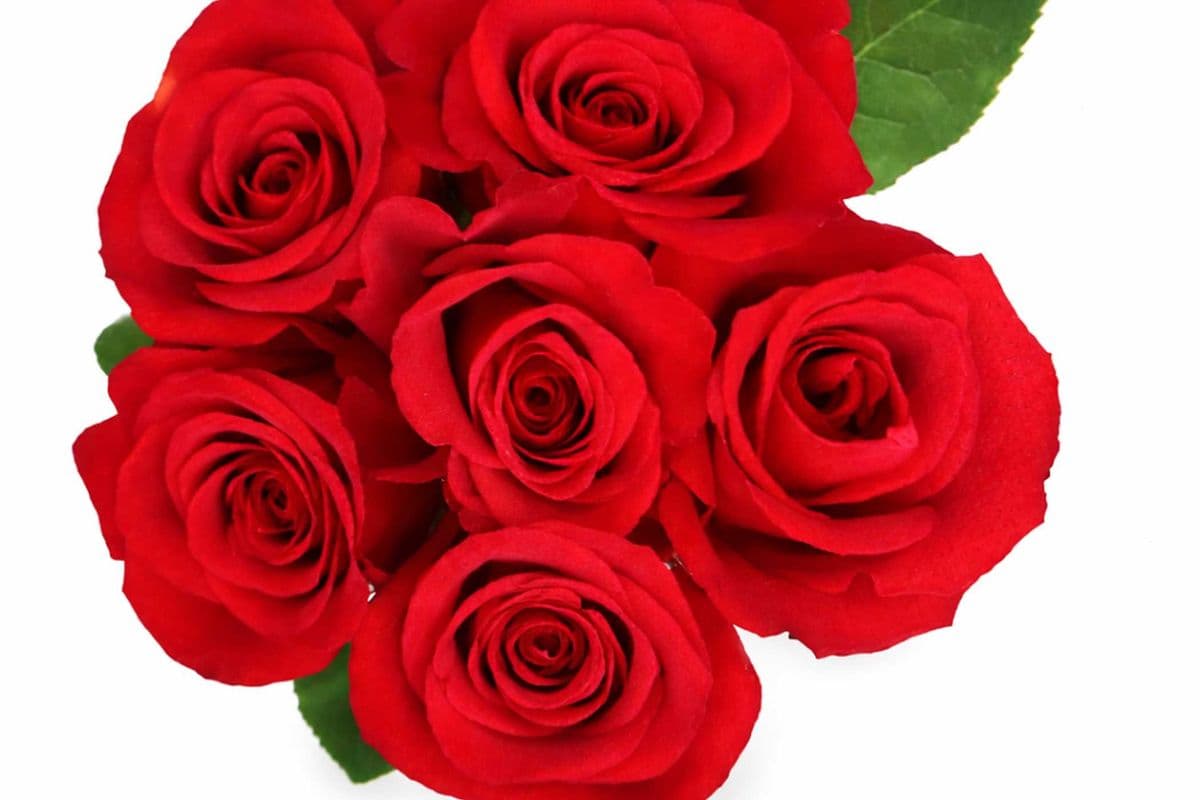 6 Stem Roses