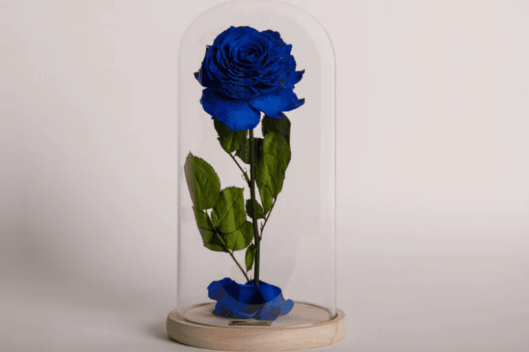 La beauté du bleu royal / The Royal Blue Beauty