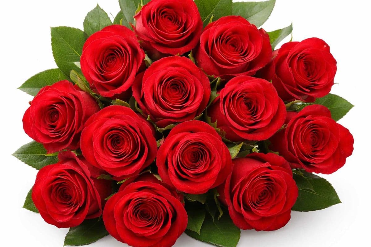 12 Rose Stem
