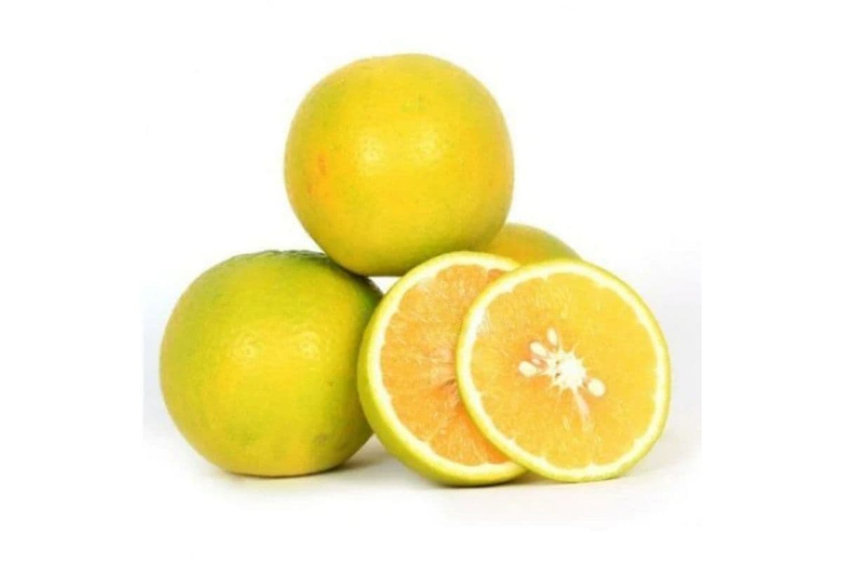 Sweet Lemon (Limoo Shirin)