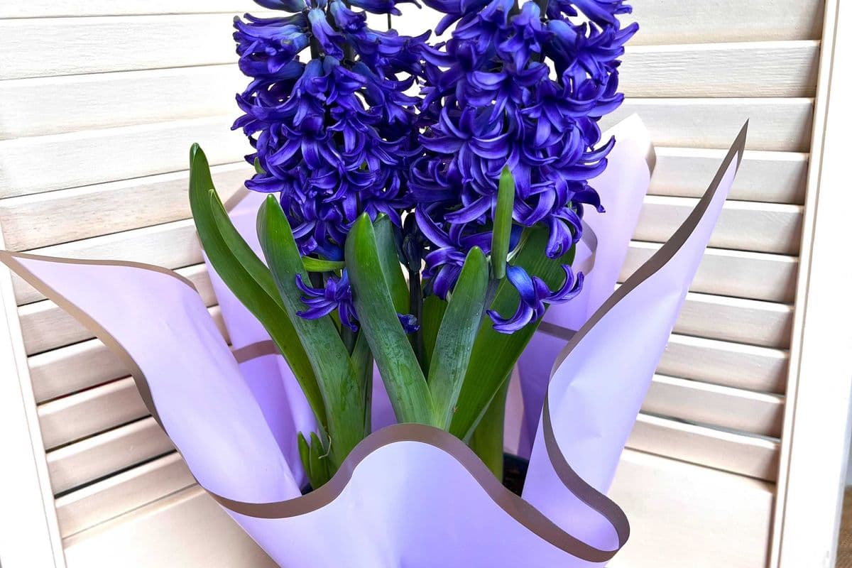 Potted hyacinth in Florist wrap