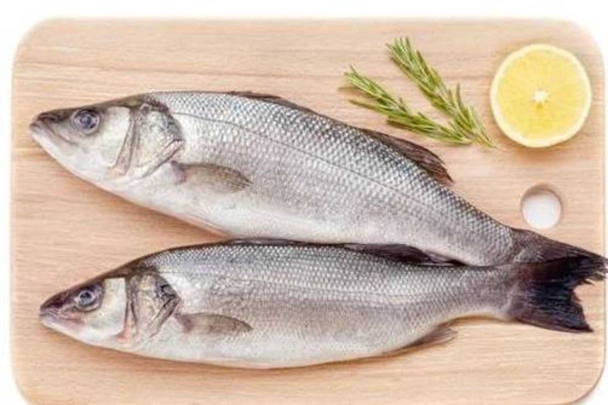 Mediteranean seabass