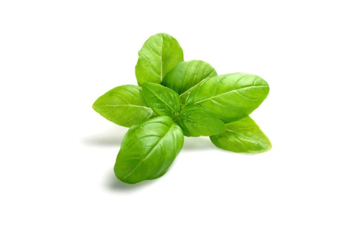 Fresh Bunched Green Basil (Reyhan)
