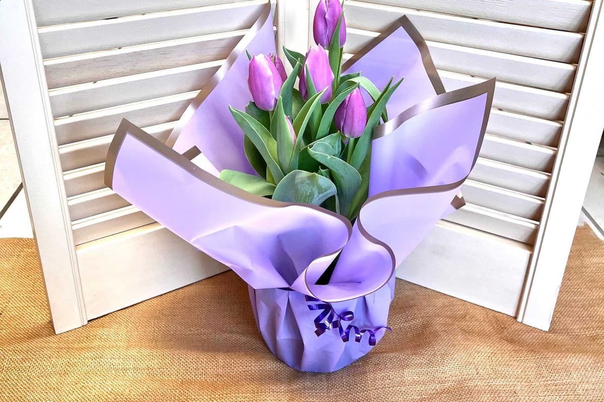 Potted tulips in Florist wrap