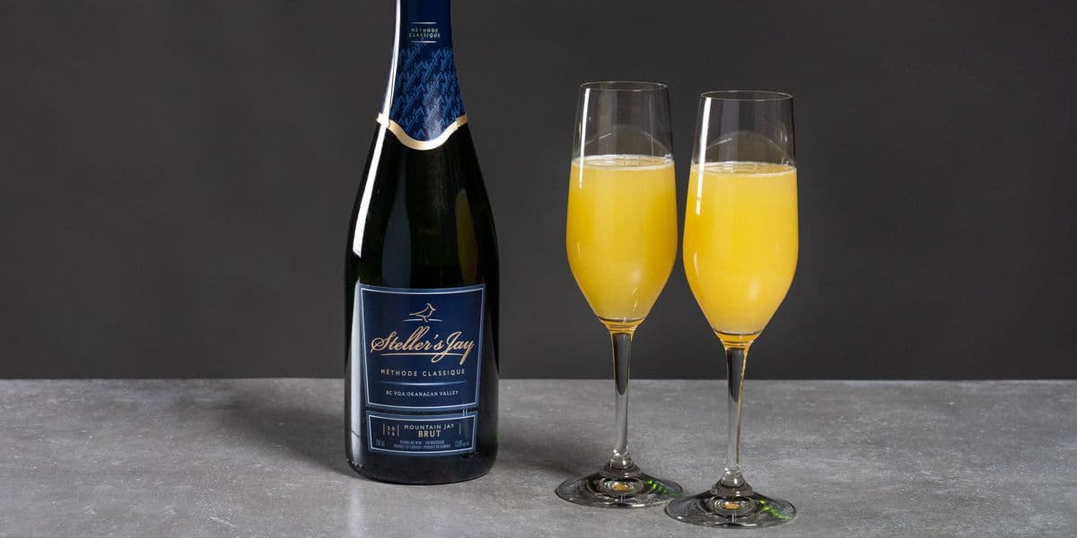 Steller's Jay Brut Mimosa