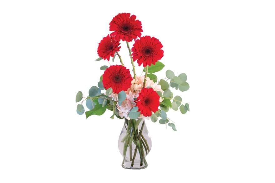Crimson Gerberas