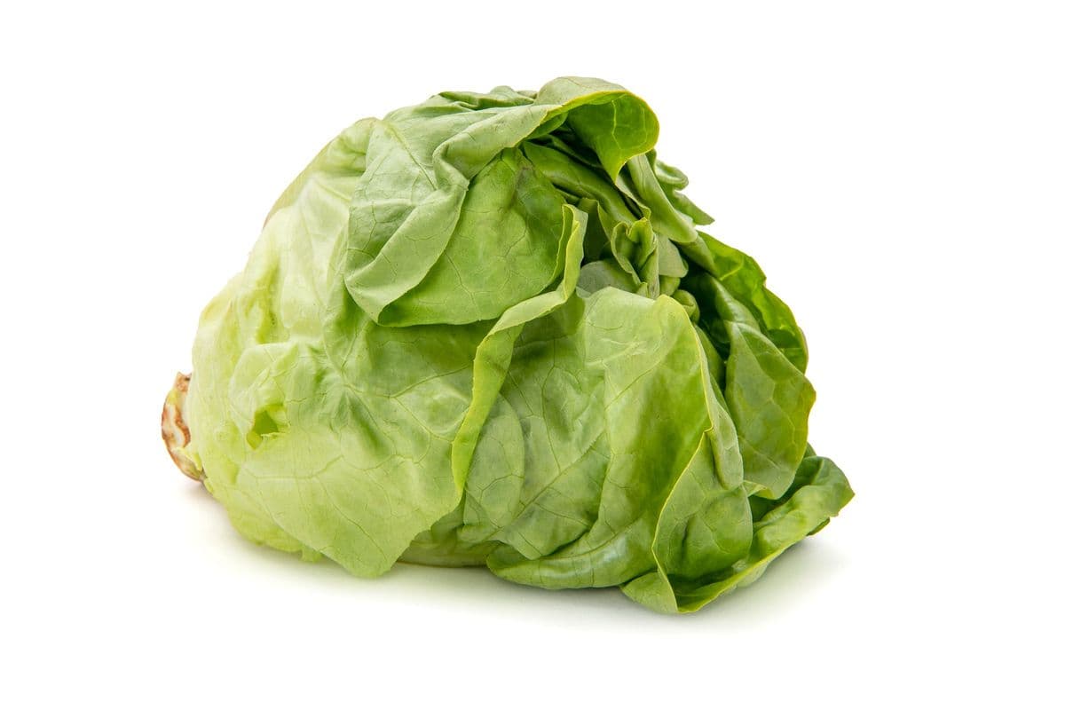 Romain Laitue / Lettuce