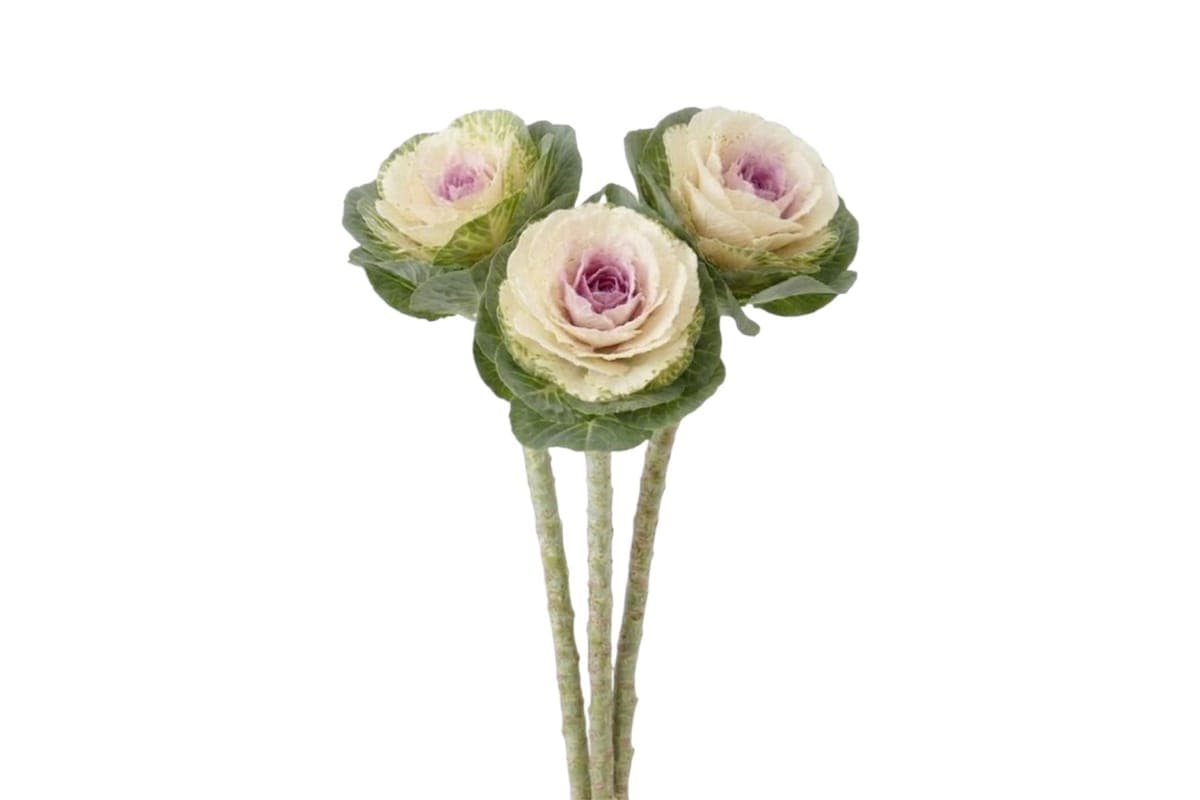 Blush Pink Ornamental Cabbage - 3 Stems