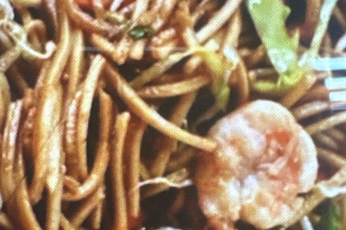 Fresh Shrimp Chow Mein