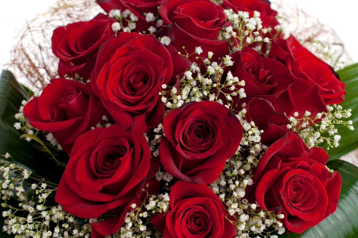 1 Dozen Red Roses
