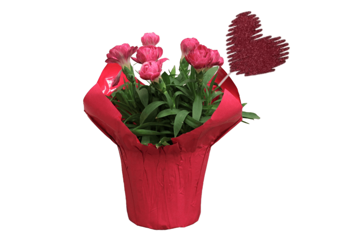 Carnations with Red Heart Pick