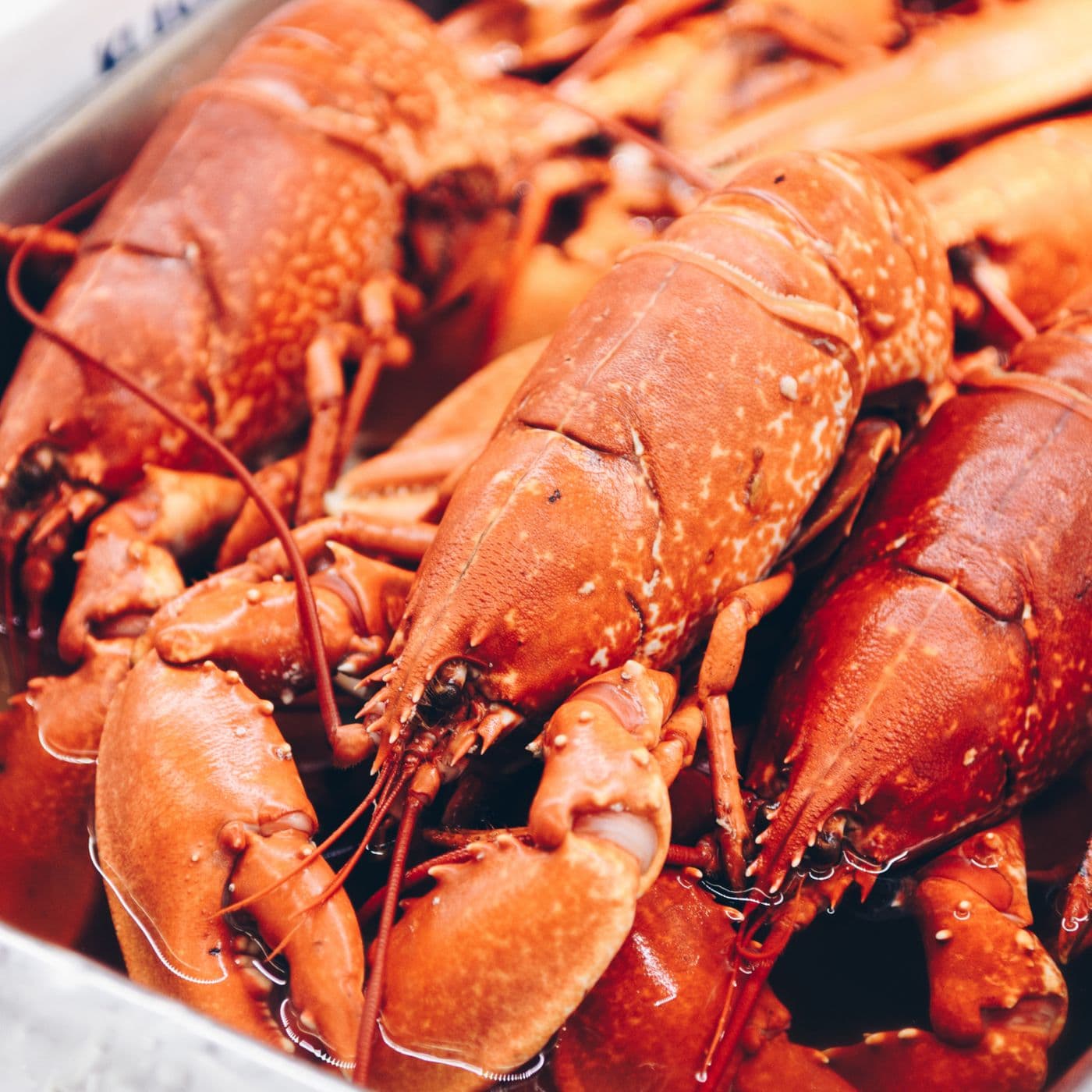 The Lobster Trap